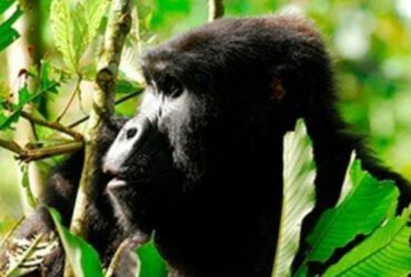 Affordable safaris in Uganda – Get the best deals on your adventure