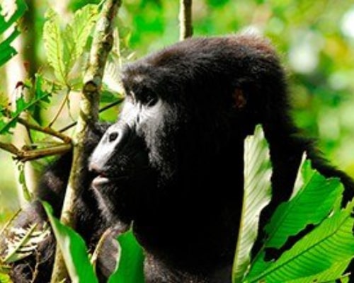 Affordable safaris in Uganda – Get the best deals on your adventure