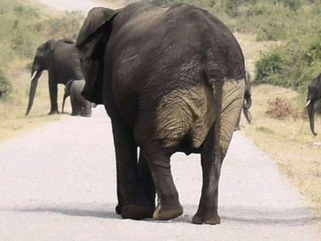 Elephants in Queen Elizabeth national park