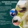 Pet vaccinations near me – Veterinary services