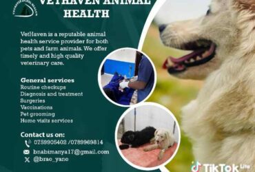 Pet vaccinations near me – Veterinary services