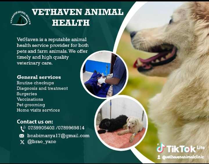 Pet vaccinations near me – Veterinary services