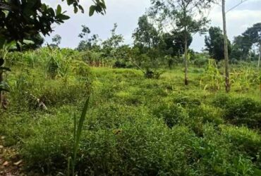 land for sale in Nyenje Mukono 100 by 50