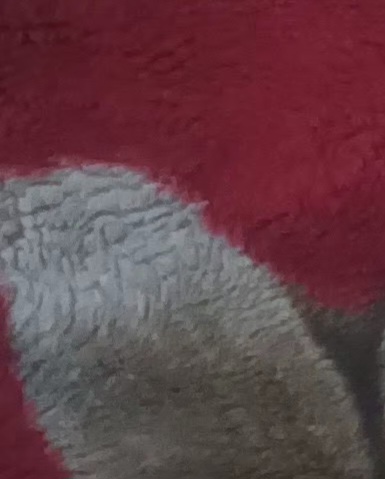 Used blanket